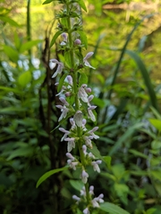 Stachys aspera