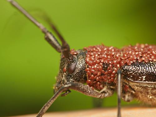 White-spotted Sawyer photo 3