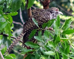 Eudynamys scolopaceus