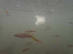 Xiphophorus hellerii