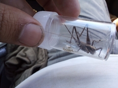 Antaxius spinibrachius