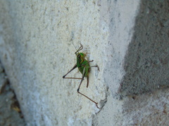 Eupholidoptera magnifica