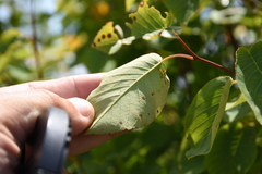 Amelanchier interior