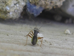 Pithanus maerkelii