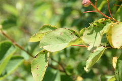 Amelanchier interior