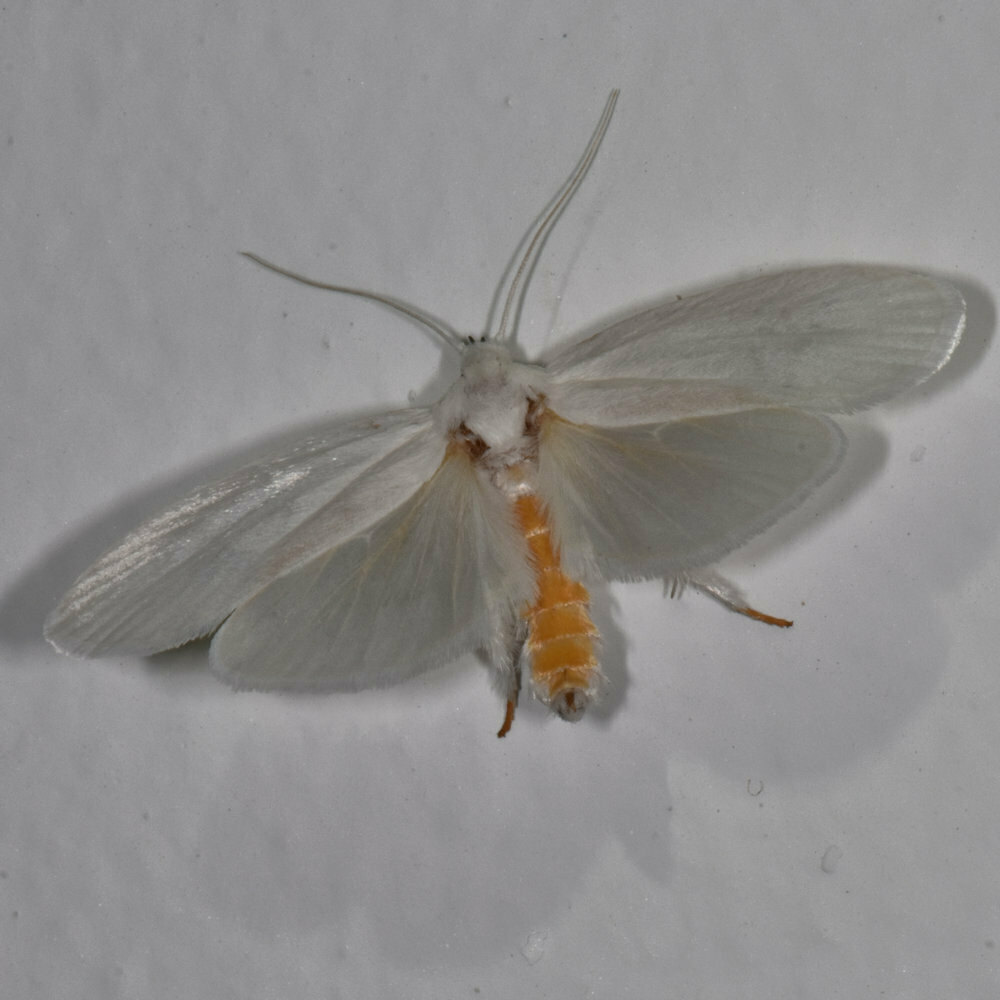 Timocratica guarani