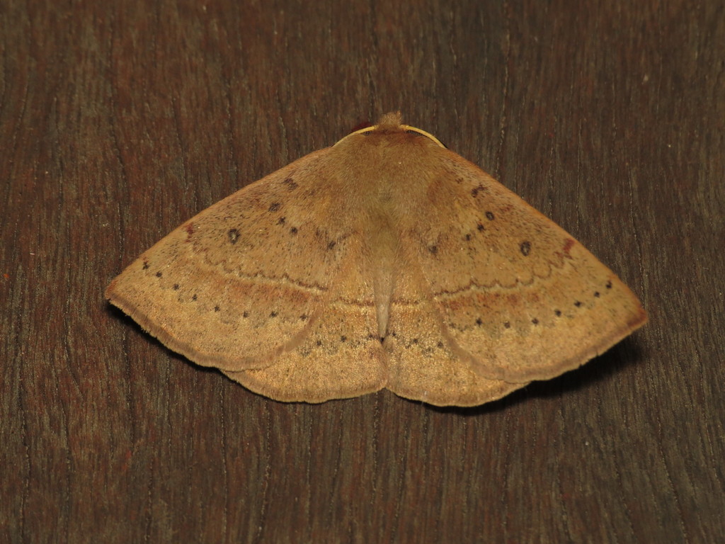 Anthelinae