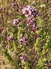 Origanum