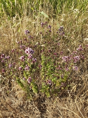 Origanum