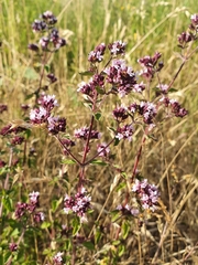 Origanum