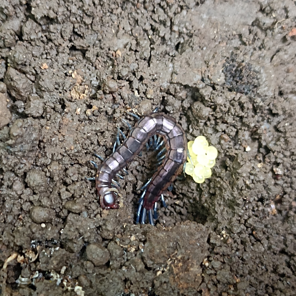 Blue-Legged Centipede