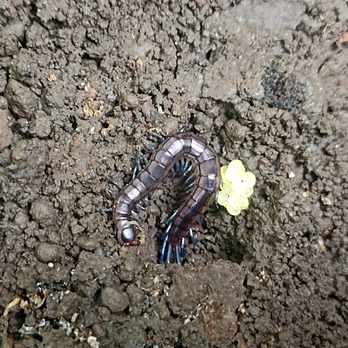Blue-Legged Centipede