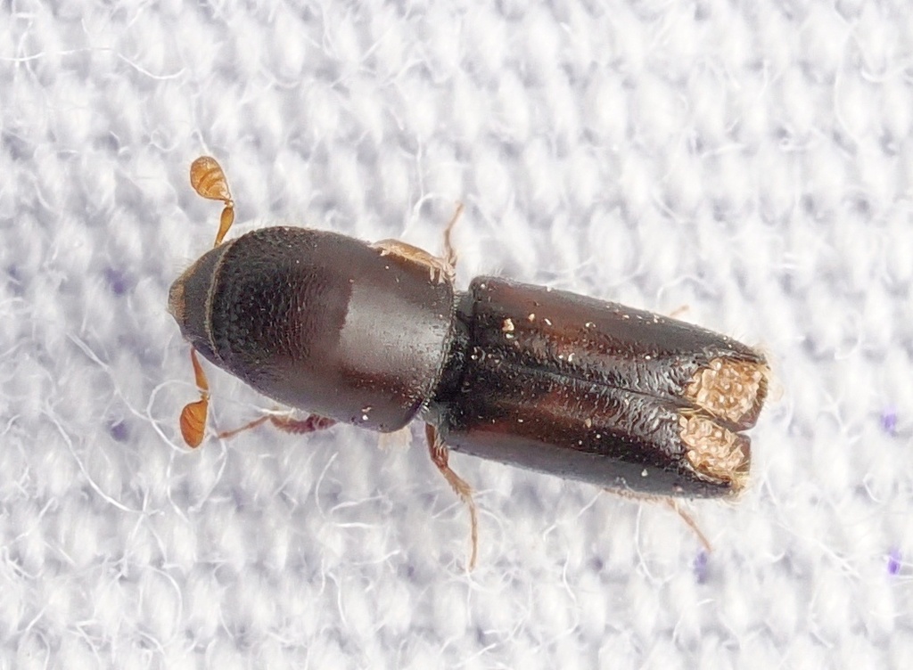 Monarthrum scutellare