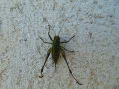 Eupholidoptera magnifica