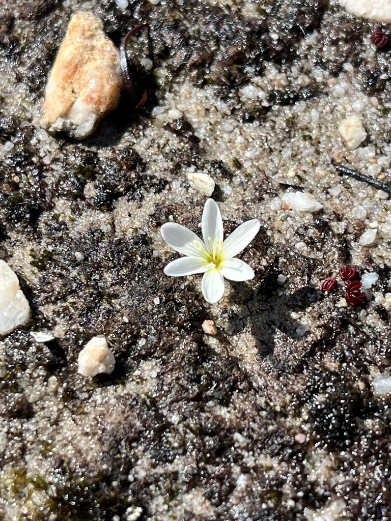 Geissorhiza unifolia, Cederberg Wilderness Area, Citrusdal, Western Cape, ZA