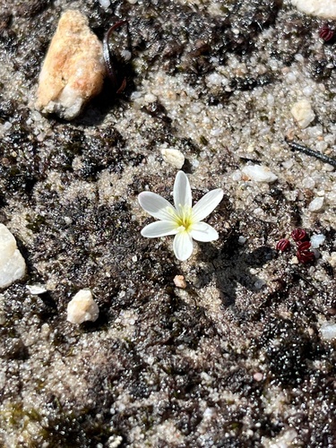 Singlet Satin (Geissorhiza unifolia)