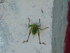 Eupholidoptera magnifica