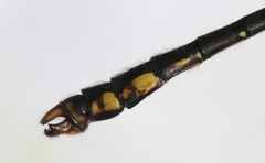Ophiogomphus mainensis