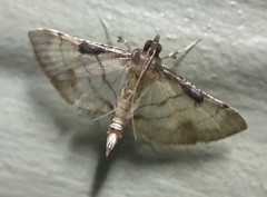 Cnaphalocrocis