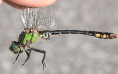 Ophiogomphus mainensis