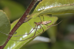 Tetragnatha praedonia