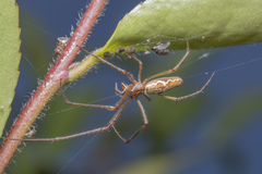 Tetragnatha praedonia