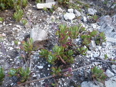 Curio crassulifolius