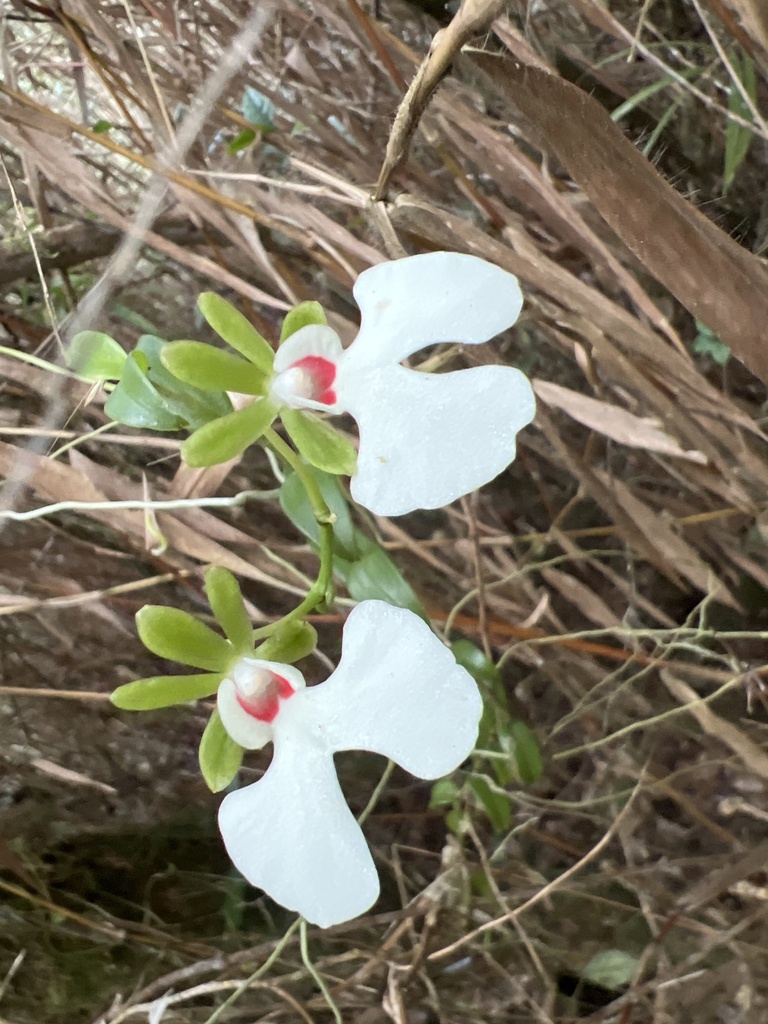 Oeonia rosea