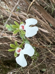 Oeonia rosea