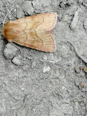 Eriopygodes imbecilla