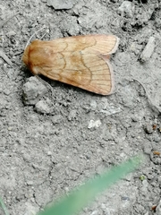 Eriopygodes imbecilla