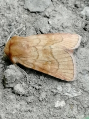 Eriopygodes imbecilla