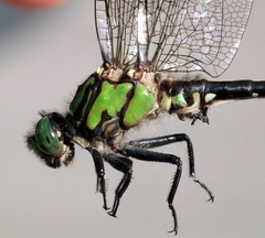 Ophiogomphus mainensis