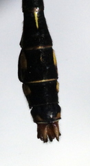 Ophiogomphus mainensis