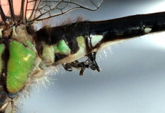Ophiogomphus mainensis