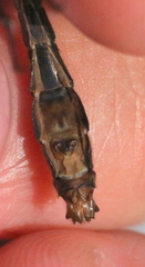 Ophiogomphus mainensis