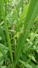 Peucetia formosensis