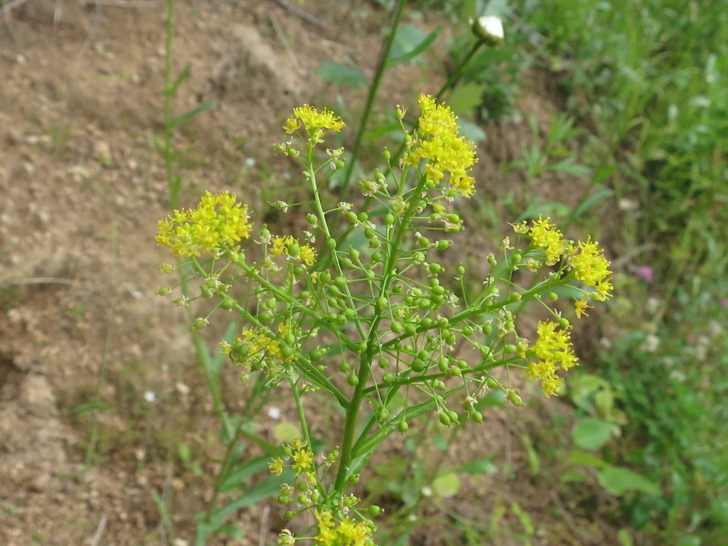 Rorippa globosa; photograph (c) Repina Tatyana, some rights reserved (CC BY)