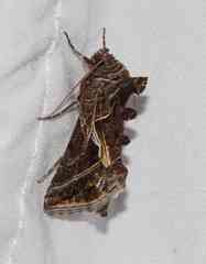 Autographa flagellum