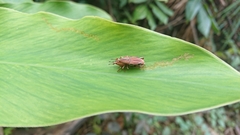 Sphenocorynes kosempoensis