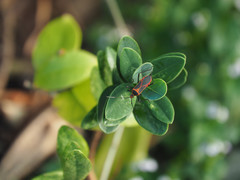 Dasynus coccocinctus