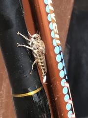 Promachus consanguineus