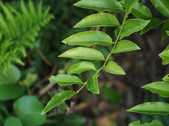 Diospyros kotoensis