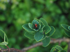 Dasynus coccocinctus