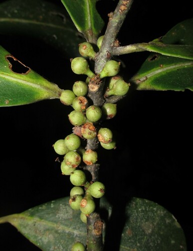 Myrsine venosa