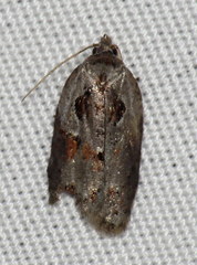 Acleris maculidorsana