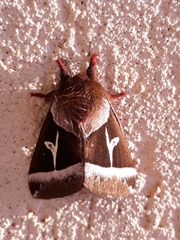 Dirphiopsis lombardi