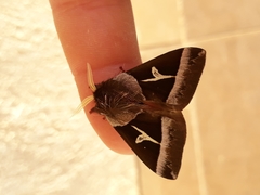 Dirphiopsis lombardi