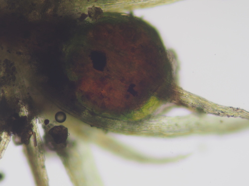 Image of Ephemerum crassinervium by no rights reserved