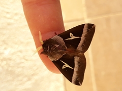 Dirphiopsis lombardi